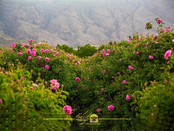 اطلاعات مهم درباره جشنواره گل و گلابگیری کاشان 
