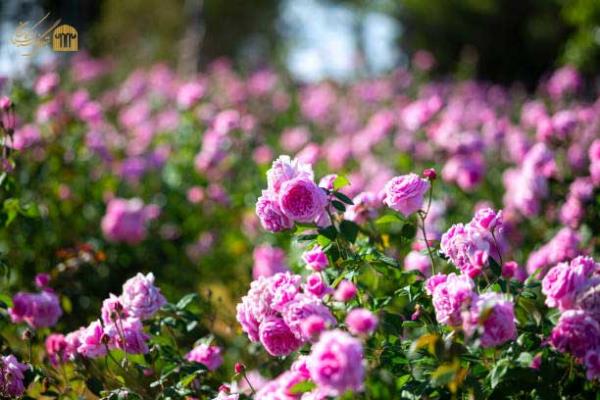 بهترین زمان سفر به کاشان و مزایای اقامت در هتل نگارستان